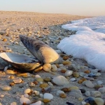 Областният управител на Добрич обсъжда неохраняемите плажове в МРР