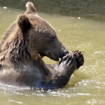 Швейцарци документирали детството на мечката Берна с десетки клипчета в мрежата (видео)