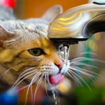 Водни аварии спират кранчетата в половин Добрич в петъчния ден