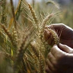 Започнаха сделките с пшеница „на зелено”