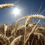 Земеделският институт край Генерал Тошево се разшири със 713 дка заради голямото търсене