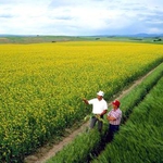Земите под наем в Генерал Тошево удариха рекордна цена за цяла България 