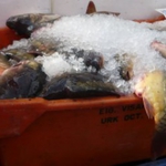 Агенцията по безопасност на храните приема сигнали за нарушения до края на август