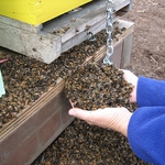 Арендатори и банки стояли зад смъртта на 55-годишния пчелар от Добрич