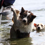 Добрич се подготвя за епидемии и зарази заради удавените животни