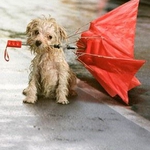 Южен вятър довява дъждовни облаци следобяд в Добрич