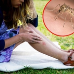 Комари-мутанти хапят добричлии, общината се кани да пръска