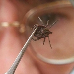 Кърлежи докараха лаймска болест на петима добруджанци