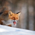 Отлагат ваксинацията на лисиците против бяс заради лошото време