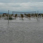 Плажът в Албена потъна. Правят опити да евакуират туристите