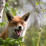 Спускат над 80 000 ваксини над Добричко против бяс