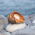 Строят фабрика за рапани в ромския квартал в Каварна