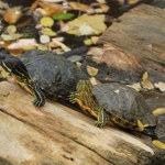 Започва лятното „зелено” училище в зоопарка в Добрич