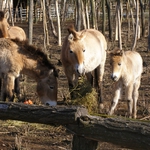 Зоопаркът в Добрич търси „брачни” партньори за самотните си обитатели