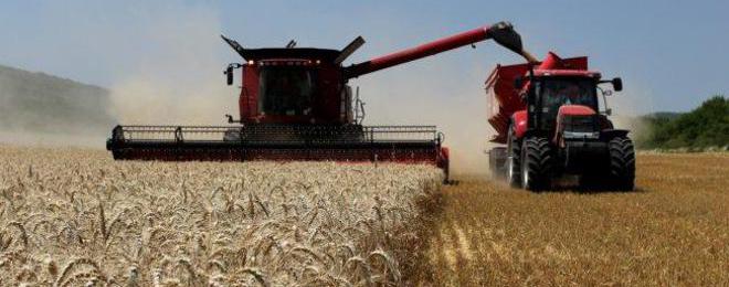 Добиват средно по 450 кг зърно от жътвата в Каварна и Шабла