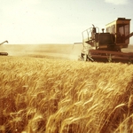 Богата реколта! Ожънаха близо 35 000 тона ечемик в Добричко