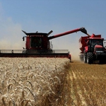 Добиват средно по 450 кг зърно от жътвата в Каварна и Шабла