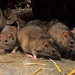 Започва пръскане против гризачи в Добрич