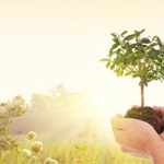 Засаждат 600 дръвчета и картографират защитените видове в Добрич