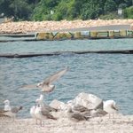 На 11 септември 2014 г. община Балчик подаде две искания за кредит в общ размер на 1 410 652.90 лева от фонд ФЛАГ