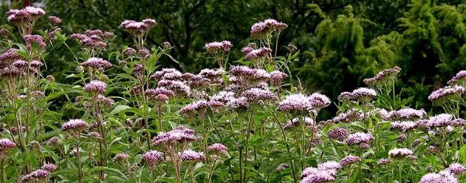 Флористично разнообразие на естествено разпространени хигрофити  в Ботаническа градина – Балчик