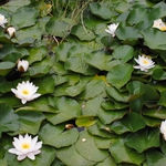 Блатен фар, водолюбиви перуники, воден зюмбюл ще красят обновения парк "Свети Георги" в Добрич