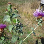 ЦЕННА ПРИДОБИВКА ЗА ХЕРБАРИУМНАТА КОЛЕКЦИЯ НА УНИВЕРСИТЕТСКА БОТАНИЧЕСКА ГРАДИНА – БАЛЧИК