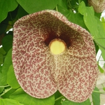 ЦЪФТЕЖ НА АRISTOLOCHIA GIGANTEA MART. В УНИВЕРСИТЕТСКА БОТАНИЧЕСКА ГРАДИНА – БАЛЧИК