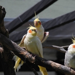 Дни на отворените врати в Центъра за защита на природата и животните 