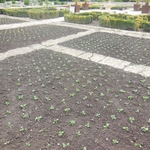 През пролет 2015г. нови и интересни видове растения в Ботаническа градина-Балчик