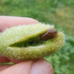 Луда краставица  в градина „Разсадника”на Ботаническа градина – Балчик