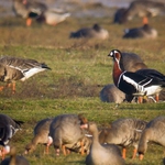 Червеногуша гъска с цветен пръстен свърза два Лайфски проекта