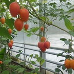 Доматено дърво - интригуващо предизвикателство от експозицията на Ботаническа градина-Балчик