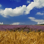 Фермерите ще получат държавна помощ за пропадналите площи през 2014-та