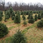 Списък на държавните горски и ловни стопанства, и разсадници, от които гражданите могат да си закупят живи коледни елхи