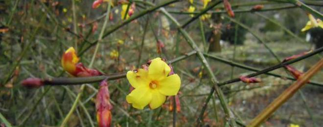 Голоцветния жасмин разтвори цветове в „Пролетна градина” на Ботаническа градина – Балчик