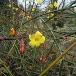 Голоцветния жасмин разтвори цветове в „Пролетна градина” на Ботаническа градина – Балчик