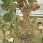 Кактус ветеран в УНИВЕРСИТЕТСКА БОТАНИЧЕСКА ГРАДИНА - БАЛЧИК