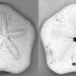 Каменоделец ще дари на Историческия музей в Балчик колекция от няколкостотин вкаменелости