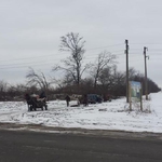 Продължава безконтролната сеч в Добричко