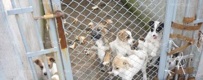 Община град Добрич е разработила програма за информиране на гражданите за отглеждане на кучета, взети от приюта