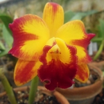 KОНФИСКУВАНИ ОРХИДЕИ ЦЪФТЯТ В БОТАНИЧЕСКА ГРАДИНА – БАЛЧИК