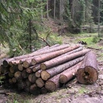 Незаконна сеч са констатирали горските инспектори на РДГ – Варна