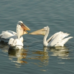 Установен е птичи грип в  резерват “Сребърна“