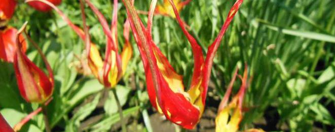 "ЛАЛЕТО ПАЯК" - Tulipa acuminata Vahl ex Hornem. в Ботаническа градина – Балчик