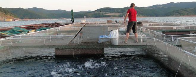 ИАРА – Добрич: 10 са регистрираните аквакултурни стопанства в региона