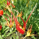 "ЛАЛЕТО ПАЯК" - Tulipa acuminata Vahl ex Hornem. в Ботаническа градина – Балчик