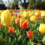 Aромат на море, и ухание на лалета