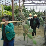 БОДЛИВИТЕ ГИГАНТИ ОТ АМЕРИКА ОТНОВО В ЕКСПОЗИЦИЯ НА ОТКРИТО