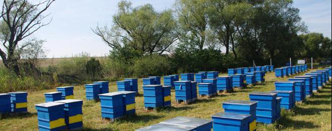 ДФ „Земеделие“ отпуска 3.5 млн. лева за подкрепа на пчеларите